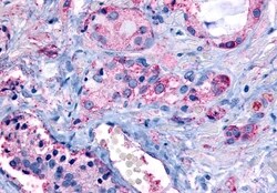 Invitrogen GPR65 Polyclonal Antibody 50 &mu;g; Unconjugated:Antibodies,