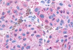 Invitrogen GPR65 Polyclonal Antibody 50 &mu;g; Unconjugated:Antibodies,