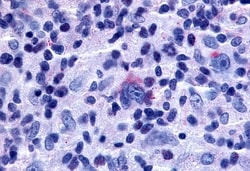 Invitrogen GPR65 Polyclonal Antibody 50 μg; Unconjugated:Antibodies,