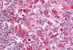 Invitrogen GPR65 Polyclonal Antibody 50 &mu;g; Unconjugated:Antibodies,