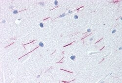 Invitrogen GPR68 Polyclonal Antibody 50 &mu;g; Unconjugated:Antibodies,