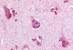 Invitrogen GPR68 Polyclonal Antibody 50 &mu;g | Buy Online | Invitrogen&trade; | Fisher Scientific