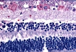 Invitrogen GPR75 Polyclonal Antibody 50 &mu;g; Unconjugated:Antibodies,