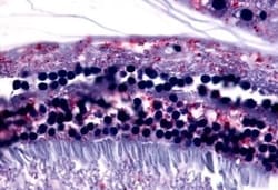 GPR75 Polyclonal Antibody:Antibodies, Polyclonal