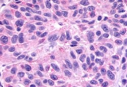 Invitrogen GPR78 Polyclonal Antibody 50 μg; Unconjugated:Antibodies,