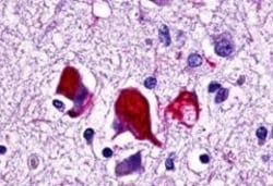 Invitrogen GPR78 Polyclonal Antibody 50 μg; Unconjugated:Antibodies,