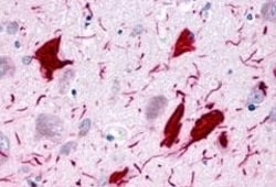 Invitrogen GPR78 Polyclonal Antibody 50 μg; Unconjugated:Antibodies,