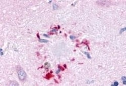 Invitrogen GPR78 Polyclonal Antibody 50 μg; Unconjugated:Antibodies,