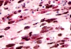 Invitrogen GPR81 Polyclonal Antibody 50 &mu;g; Unconjugated:Antibodies,