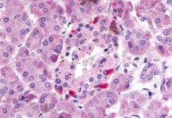 Invitrogen GPR81 Polyclonal Antibody 50 &mu;g; Unconjugated:Antibodies,