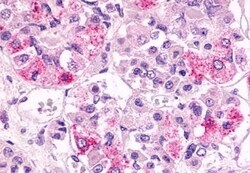 Invitrogen GPR81 Polyclonal Antibody 50 &mu;g; Unconjugated:Antibodies,