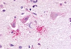 Invitrogen GPR81 Polyclonal Antibody 50 &mu;g; Unconjugated:Antibodies,