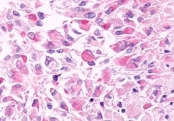 Invitrogen GPR81 Polyclonal Antibody 50 &mu;g; Unconjugated:Antibodies,