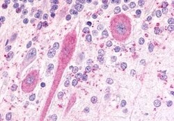 Invitrogen GPR81 Polyclonal Antibody 50 &mu;g; Unconjugated:Antibodies,