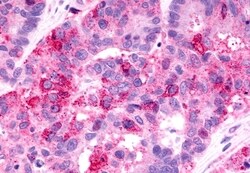 Invitrogen GPR81 Polyclonal Antibody 50 &mu;g; Unconjugated:Antibodies,