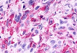 Invitrogen GPR81 Polyclonal Antibody 50 &mu;g; Unconjugated:Antibodies,