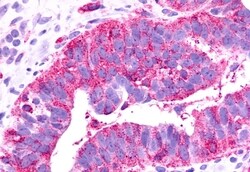 Invitrogen GPR81 Polyclonal Antibody 50 &mu;g; Unconjugated:Antibodies,