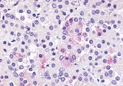 Invitrogen GPR81 Polyclonal Antibody 50 &mu;g; Unconjugated:Antibodies,