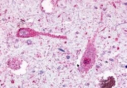 Invitrogen GPR81 Polyclonal Antibody 50 &mu;g; Unconjugated:Antibodies,