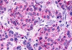 Invitrogen GPR81 Polyclonal Antibody 50 &mu;g; Unconjugated:Antibodies,