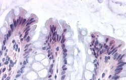 Invitrogen GPR82 Polyclonal Antibody 50 &mu;g; Unconjugated:Antibodies,