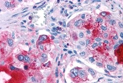 Invitrogen GPR82 Polyclonal Antibody 50 &mu;g; Unconjugated:Antibodies,