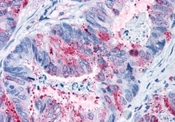 Invitrogen GPR82 Polyclonal Antibody 50 &mu;g; Unconjugated:Antibodies,