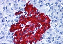 Invitrogen GPR82 Polyclonal Antibody 50 &mu;g; Unconjugated:Antibodies,