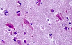 Invitrogen GPR83 Polyclonal Antibody 50 &mu;g; Unconjugated:Antibodies,