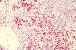 Invitrogen GPR84 Polyclonal Antibody 50 &mu;g; Unconjugated:Antibodies,