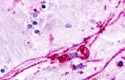 Invitrogen GPR84 Polyclonal Antibody 50 &mu;g; Unconjugated:Antibodies,