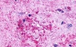 Invitrogen GPR84 Polyclonal Antibody 50 &mu;g; Unconjugated:Antibodies,