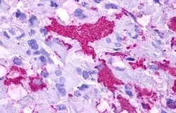 Invitrogen GPR84 Polyclonal Antibody 50 &mu;g; Unconjugated:Antibodies,