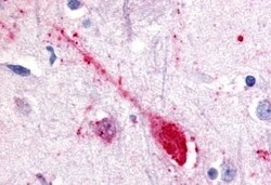 Invitrogen GPR85 Polyclonal Antibody 50 μg; Unconjugated:Antibodies,