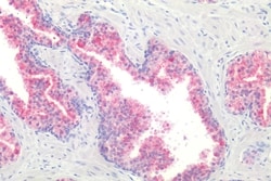 Invitrogen GPR87 Polyclonal Antibody 50 &mu;g | Buy Online | Invitrogen&trade; | Fisher Scientific