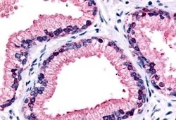 Invitrogen GPR87 Polyclonal Antibody 50 &mu;g; Unconjugated:Antibodies,