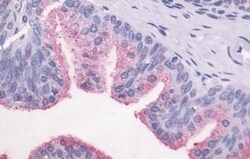 Invitrogen GPR87 Polyclonal Antibody 50 μg; Unconjugated:Antibodies,