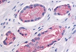 Invitrogen GPR87 Polyclonal Antibody 50 μg; Unconjugated:Antibodies,