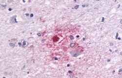 Invitrogen GPR87 Polyclonal Antibody 50 μg; Unconjugated:Antibodies,
