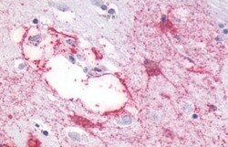 Invitrogen GPR87 Polyclonal Antibody 50 μg; Unconjugated:Antibodies,