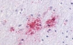 Invitrogen GPR87 Polyclonal Antibody 50 μg; Unconjugated:Antibodies,