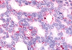 Invitrogen GPR88 Polyclonal Antibody 50 &mu;g; Unconjugated:Antibodies,