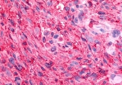 Invitrogen GPR88 Polyclonal Antibody 50 &mu;g; Unconjugated:Antibodies,