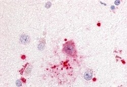 Invitrogen GPR88 Polyclonal Antibody 50 &mu;g; Unconjugated:Antibodies,