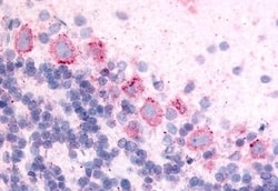 Invitrogen GPR89A Polyclonal Antibody 50 &mu;g; Unconjugated:Antibodies,