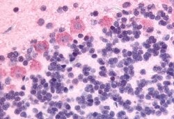 Invitrogen GPR89A Polyclonal Antibody 50 &mu;g; Unconjugated:Antibodies,