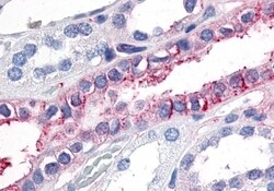 Invitrogen GPR89A Polyclonal Antibody 50 &mu;g; Unconjugated:Antibodies,
