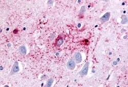 Invitrogen GPR89A Polyclonal Antibody 50 &mu;g; Unconjugated:Antibodies,