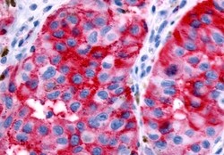 Invitrogen GPR89A Polyclonal Antibody 50 &mu;g; Unconjugated:Antibodies,