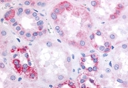 Invitrogen GPR91 Polyclonal Antibody 50 &mu;g; Unconjugated:Antibodies,